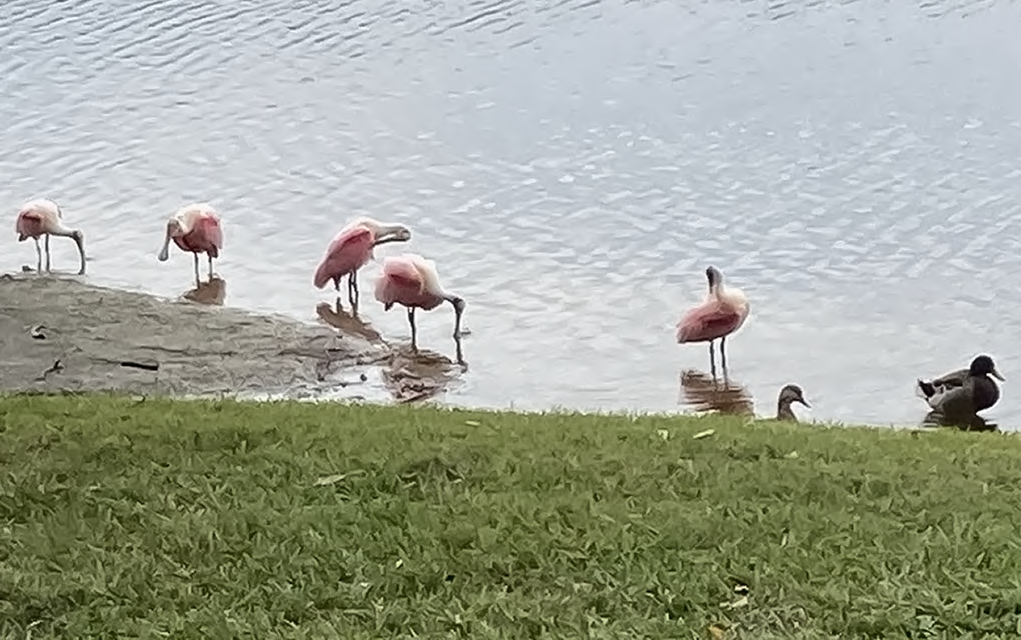 Westchester Lake Condominiums