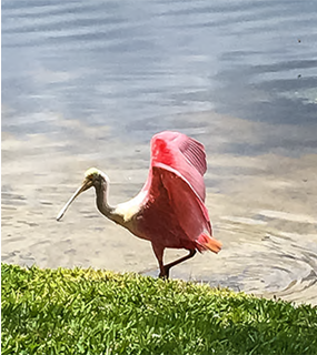 Westchester Lake Condominiums