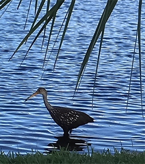 Westchester Lake Condominiums